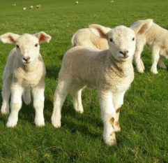 lambs